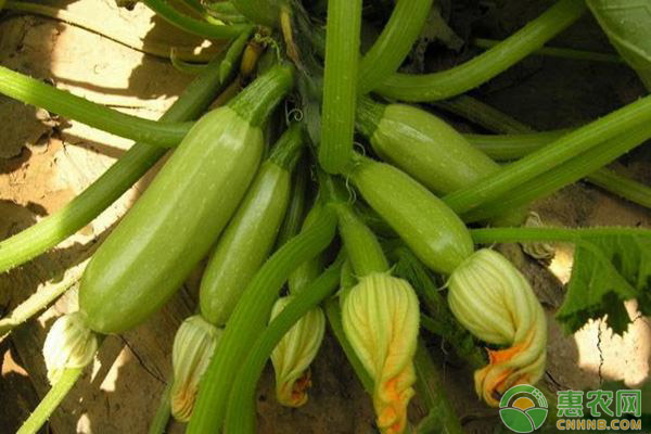 æµ…è°ˆå»¶ç§‹è¥¿è‘«èŠ¦çš„é«˜æ•ˆç›Šç§æ¤æŠ€æœ¯