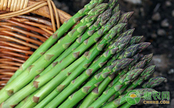 The secret of high yield of asparagus