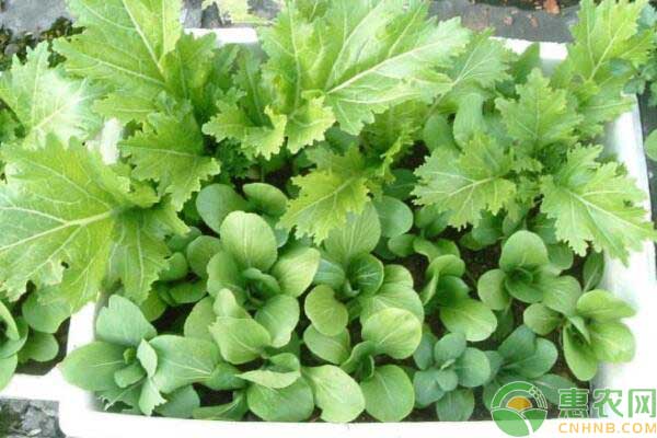 é˜³å°ç™½èœ