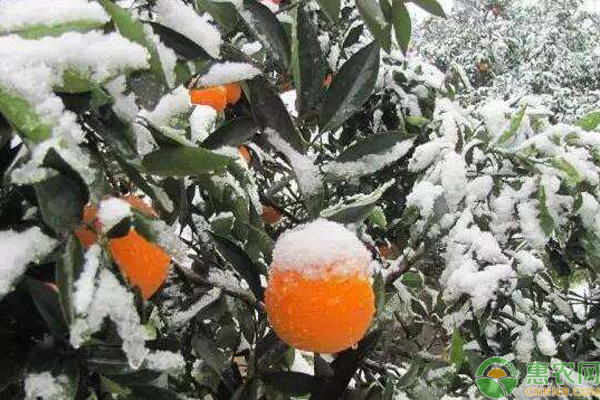 ä»Šæ—¥å¤§é›ªï¼Œå†œä½œç‰©é˜²å†»è¯æœ‰å“ªäº›ï¼Ÿé˜²å†»æŽªæ–½å¦‚ä½•è¿›è¡Œï¼Ÿ