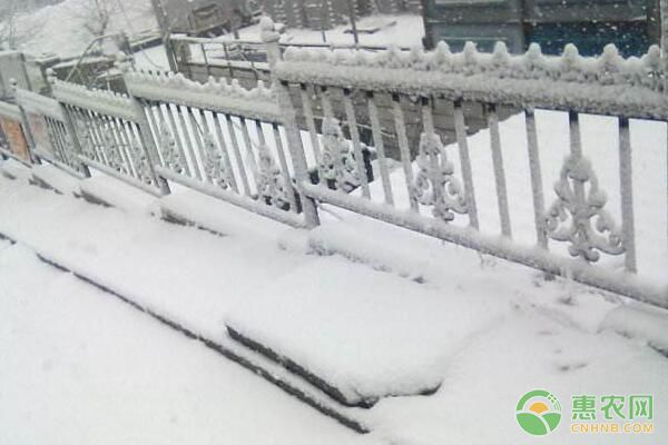 ä»Šæ—¥å¤§é›ªï¼Œç§æ¤æˆ·è¦æå‰åšå¥½å†œä½œç‰©â€œæŠ—å†»â€å‡†å¤‡ï¼