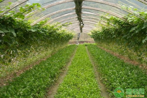 è”¬èœçƒŸç²‰è™±å¦‚ä½•é˜²æ²»ï¼ŸçƒŸç²‰è™±å‘ç”Ÿç‰¹å¾åŠç»¼åˆé˜²æ²»æŽªæ–½