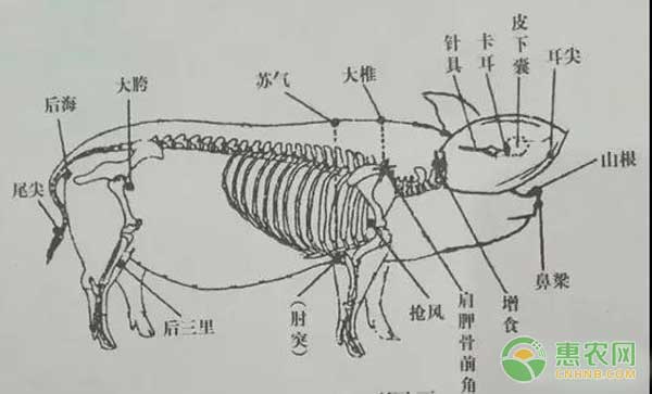 è§„æ¨¡çŒªåœºæŠ€æœ¯åˆ†äº«ï¼šå¸¸è§çŒªç—…å…«é¡¹æ²»ç–—æŠ€å·§