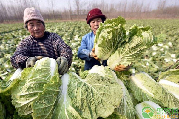 å¤§ç™½èœé«˜äº§é«˜æ•ˆç›Šæ ½åŸ¹ç®¡ç†æŠ€å·§