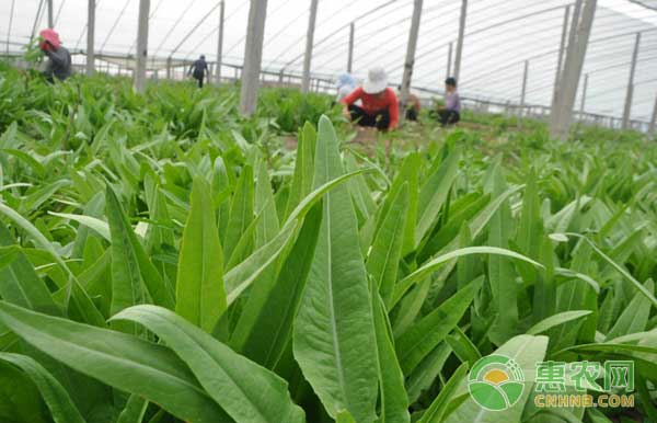 æ²¹éº¦èœæ€Žä¹ˆç§ï¼Ÿæ²¹éº¦èœç§æ¤åŠç—…è™«å®³é˜²æ²»æŠ€æœ¯