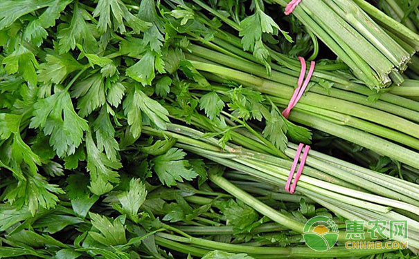 How to grow autumn and winter celery