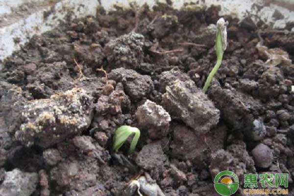 è‘«èŠ¦ç§æ¤æ­¥éª¤ä¹‹è‘«èŠ¦ç”Ÿé•¿æœŸå®šæ—¶æµ‡æ°´