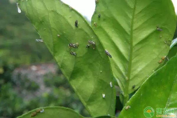 é˜²æ²»å®³è™«çš„æ–¹æ³•