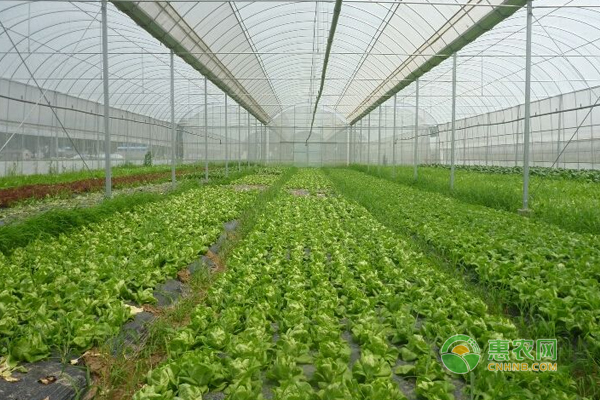 æœ‰æœºè”¬èœæ€Žä¹ˆç§ï¼Ÿ