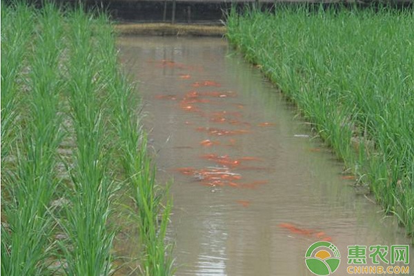 æµ…è°ˆç¨»é±¼å…±ç”Ÿç³»ç»Ÿæ°´ç¨»ç—…è™«å®³é˜²æ²»æŠ€æœ¯