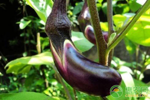 èŒ„å­ç§æ¤æŠ€æœ¯
