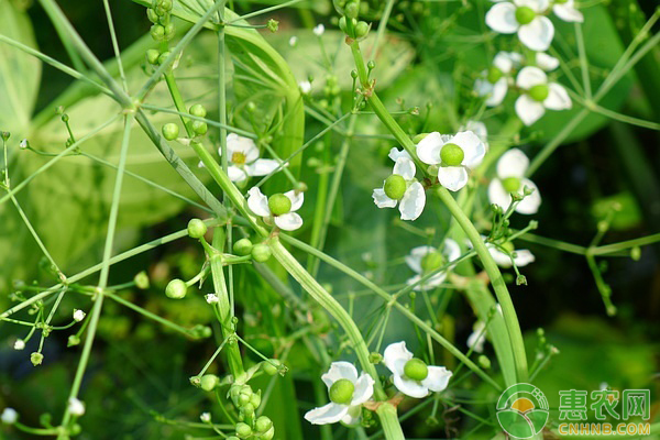 æ³½æ³»å®šæ¤åŽçš„ç®¡ç†