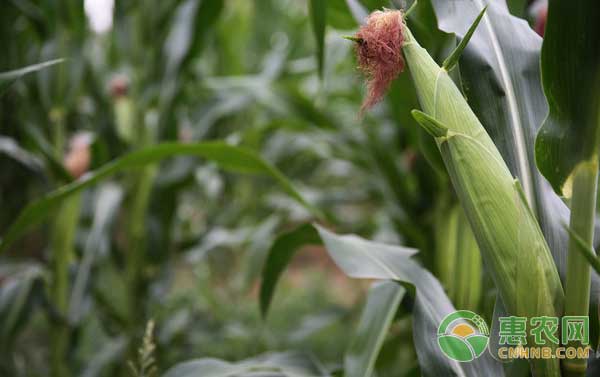 çŽ‰ç±³ç”°æ€Žä¹ˆé™¤è‰ï¼ŸçŽ‰ç±³ç”°åŒ–å­¦é™¤è‰æŠ€æœ¯