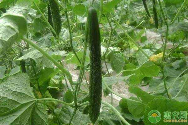 æ¸©å®¤é»„ç“œç§æ¤çš„ç—…è™«å®³é˜²æ²»