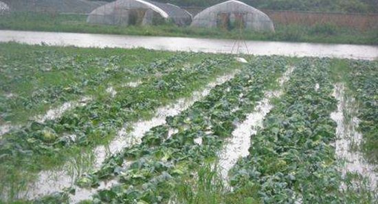 è¿™æ˜¯ä¸€å¼ è”¬èœç§æ¤ï¼šæš´é›¨å¤©æ°”è”¬èœç§æ¤çš„ç®¡ç†åº”å¯¹æŽªæ–½çš„é…å›¾