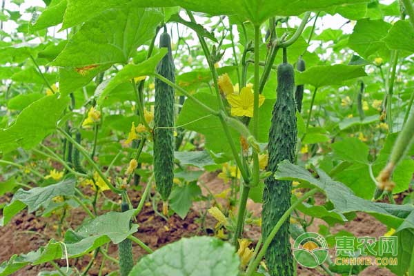 ç“œèœæ— åœŸæ ½åŸ¹æ–°æŠ€æœ¯