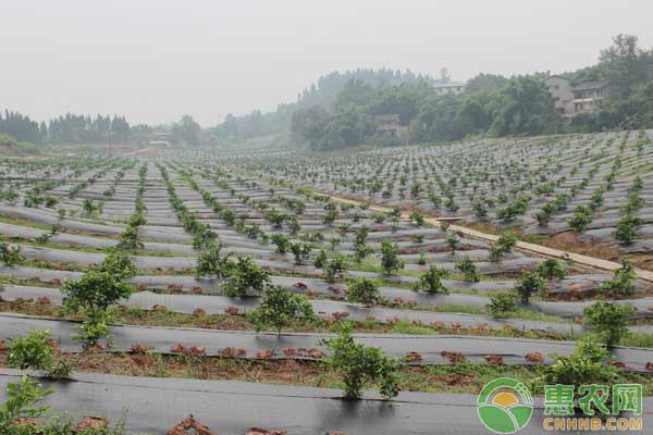 è”¬èœç§æ¤è¦†ç›–åœ°è†œçš„å¥½å¤„åŠæ³¨æ„äº‹é¡¹