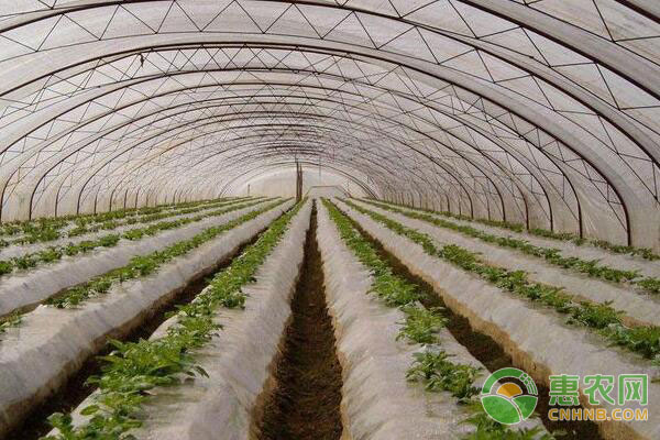 è”¬èœç—…å®³é˜²æ²»ï¼šå¤§æ£šè”¬èœå¶éœ‰ç—…é˜²æŽ§æŽªæ–½