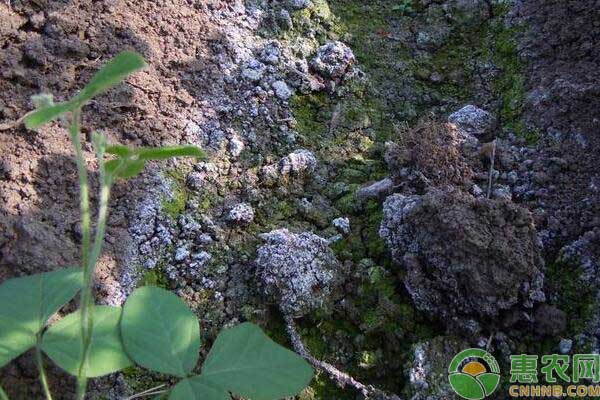 é»„ç“œç§æ¤åœŸå£¤ç›æ¸åŒ– 