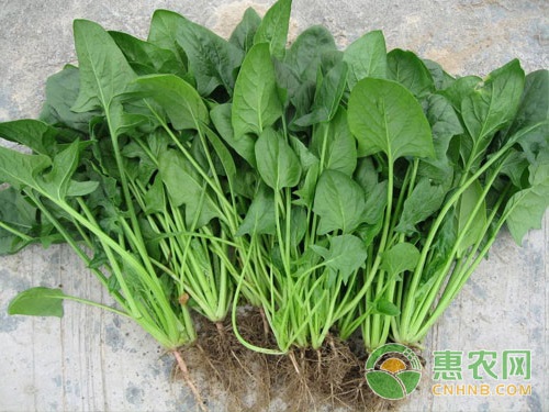 Spinach planting time and variety selection