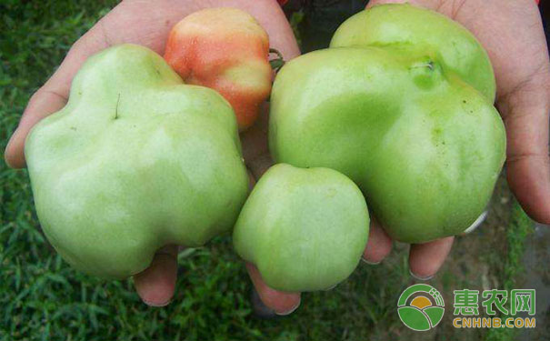 Common tomato cavity type