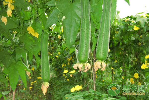 è®¾æ–½ä¸ç“œå¤§èŒ¬å¯†æ¤æ ½åŸ¹æŠ€æœ¯