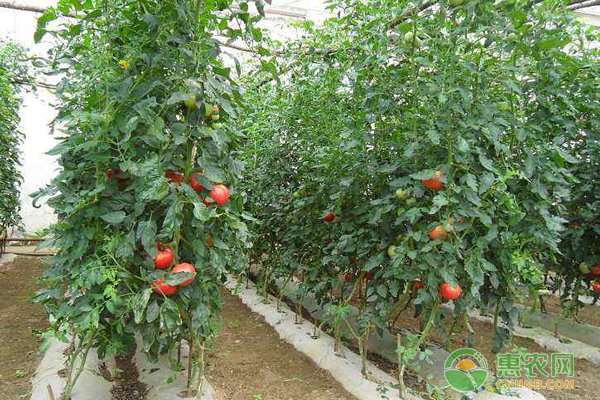 è¥¿çº¢æŸ¿ç§æ¤æŠ€å·§ï¼šå¤å­£é«˜æ¸©æ­£ç¡®çš„å¤§æ£šè¥¿çº¢æŸ¿ç®¡ç†æ–¹æ³•