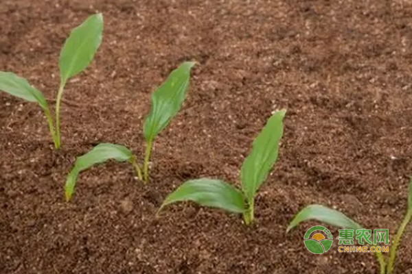 ç§æ¤æŠ€å·§ï¼šç ‚è´¨åœŸå£¤ç§ä½œç‰©ç›‘æŽ§æ°´è‚¥çš„è¦ç‚¹