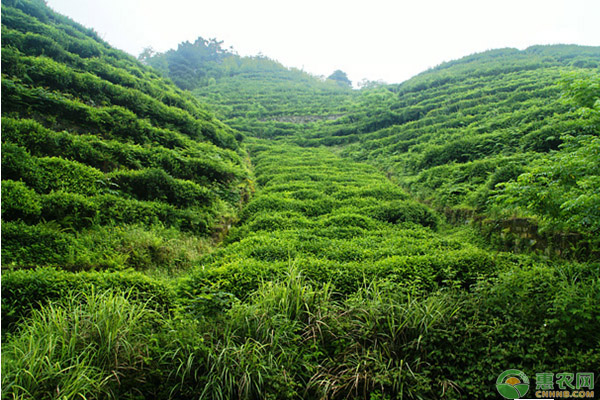 èŒ¶æ ‘ç”Ÿç†ç‰¹æ€§