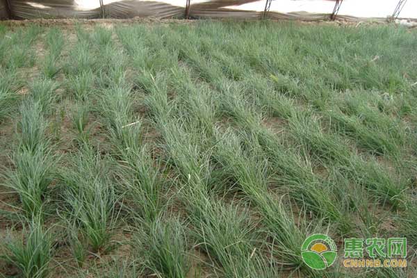 é‡Žè‘±æ€Žä¹ˆç§ï¼Ÿé‡Žè‘±ç§æ¤æŠ€æœ¯