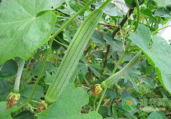 é«˜æ•ˆç›Šçš„å¤§æ£šé’æ¤’ã€ä¸ç“œã€é¦™èœç«‹ä½“å¥—ç§æŠ€æœ¯