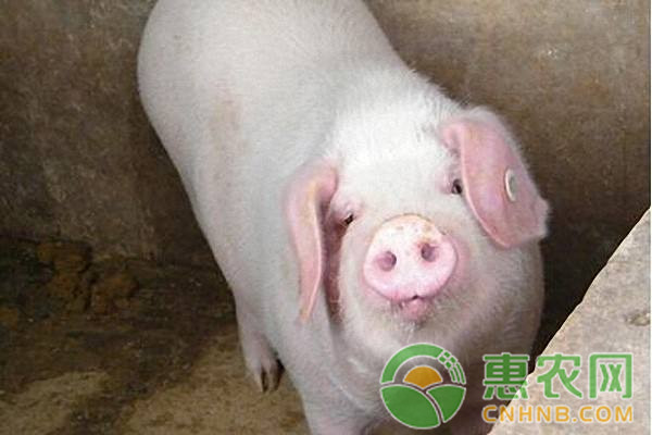 ä»”çŒªæ–­å¥¶åŽä¸åƒé£Ÿæ€Žä¹ˆåŠžï¼Ÿå¦‚ä½•ç»™ä»”çŒªå¼€é£Ÿï¼Ÿ