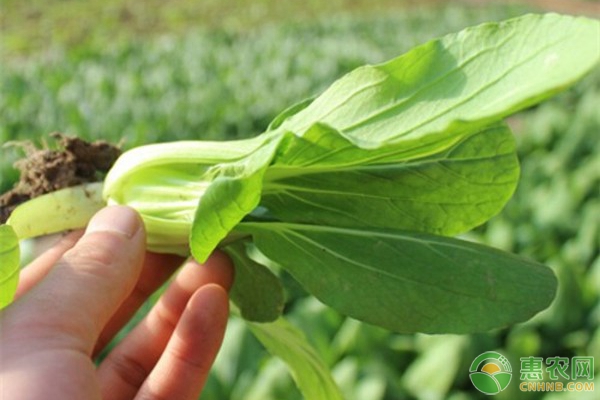 å†¬å­£å°ç™½èœç§æ¤æ–¹æ³•