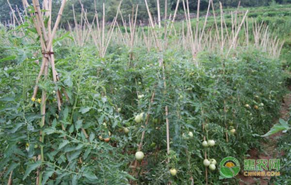 è¥¿çº¢æŸ¿èƒ½åœ¨æ—±åœ°ä¸Šç§æ¤å—ï¼Ÿæ—±åœ°è¥¿çº¢æŸ¿ä¸°äº§æ ½åŸ¹æŠ€æœ¯