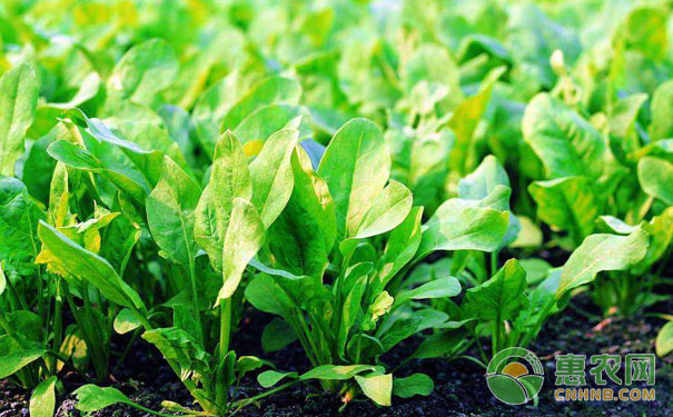 Spinach planting technology points