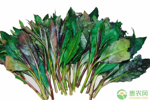 ç´«èƒŒå¤©è‘µå¶èœçš„åŠŸæ•ˆåŠæ— åœŸæ ½åŸ¹æŠ€æœ¯