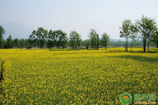 å¦‚ä½•é˜²æ²»æ²¹èœâ€œèŠ±è€Œä¸å®žâ€çš„é—®é¢˜ï¼Ÿæ²¹èœå¢žäº§ç®¡ç†å°çªé—¨