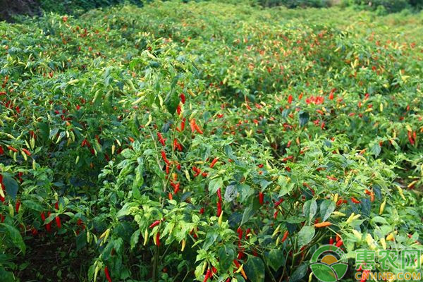 æœå¤©æ¤’æ€Žä¹ˆå®žçŽ°é«˜äº§ç§æ¤ï¼Ÿæœå¤©æ¤’æ— å…¬å®³é«˜äº§ç§æ¤æŠ€æœ¯