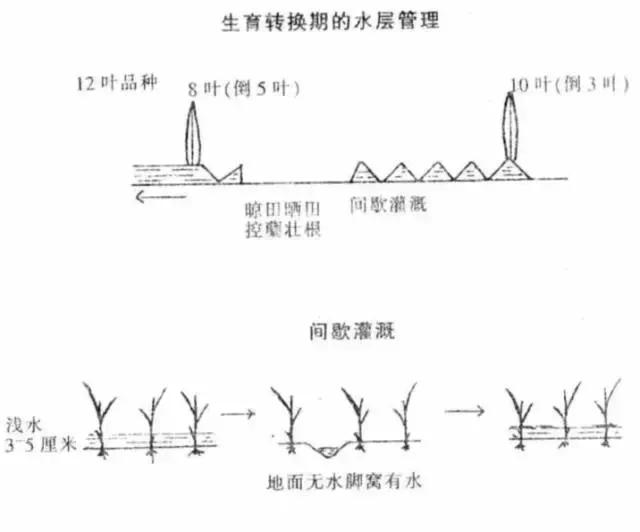 å¦‚ä½•é¢„é˜²æ°´ç¨»å€’ä¼ï¼šåŠ å¼ºæ°´å±‚ç®¡ç†