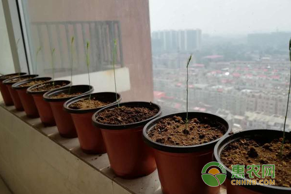 èŠ¦ç¬‹å·§ç§æŠ€å·§äºŒï¼šé‡‡æ”¶æ—¶ï¼Œç•™æ¯èŒŽé‡‡ç¬‹ 