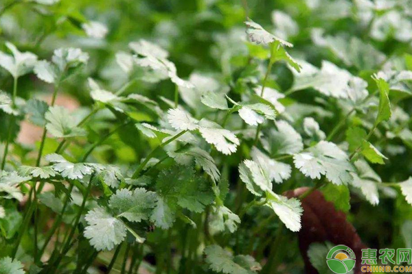 æµ…è°ˆä¸€äº©é¦™èœæ”¶å…¥2ä¸‡çš„é«˜äº§ç§æ¤æŠ€æœ¯