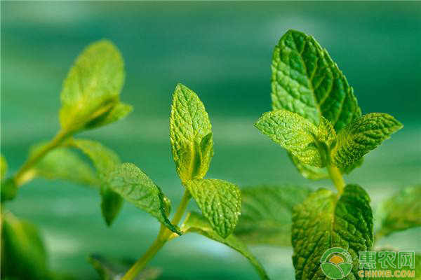 è–„è·ç§æ¤æ–¹æ³•