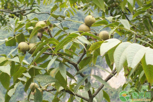 æ ¸æ¡ƒç§æ¤ï¼šæ ¸æ¡ƒä¿æŠ¤åœ°èŠ½æŽ¥ç¹è‚²æŠ€æœ¯