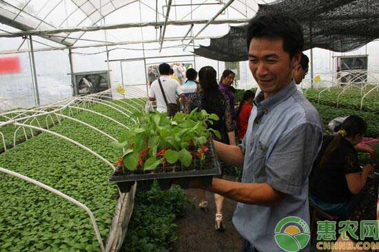 ç§æ¤èŒ„å­å«æŽ¥æŠ€æœ¯