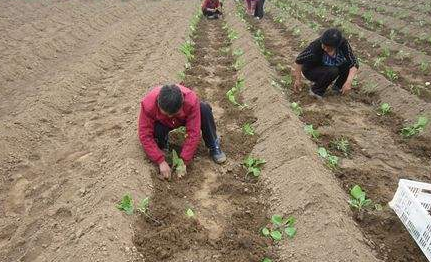 è¿™æ˜¯ä¸€å¼ éœ²åœ°è”¬èœå®šæ¤å‰ç®¡ç†çš„é…å›¾