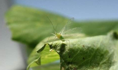 è¿™æ˜¯ä¸€å¼ æ—¥å…‰æ¸©å®¤é»„ç“œå®³è™«çš„åŒ–å­¦é˜²æ²»çš„é…å›¾