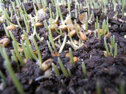 Wheat planting.jpg