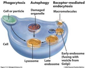 Lysosomal Fluorescence Staining Kit (Blue/Green/Orange/Red) - Beyond LysoTracker!