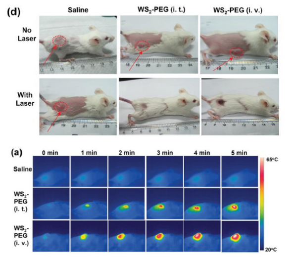 FOTRIC thermal imaging is used for tumor photothermal therapy and materials research