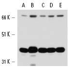 EarthOx GAPDH antibody performance on WB